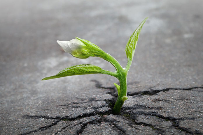 sprout-1147803_960_720