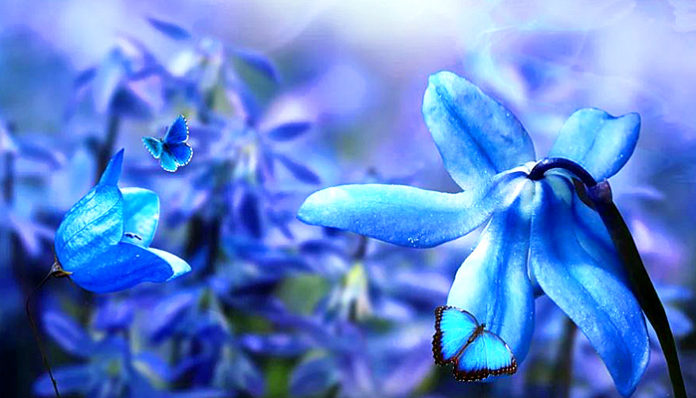 spring