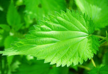 Napravite pravi prirodni eliksir: Domaći sirup od koprive (recept)