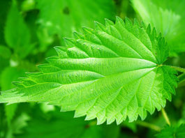 Napravite pravi prirodni eliksir: Domaći sirup od koprive (recept)