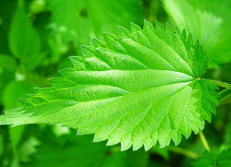 Napravite pravi prirodni eliksir: Domaći sirup od koprive (recept)