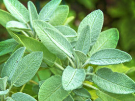 7 biljaka s najmoćnijim antivirusnim djelovanjem