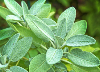 7 biljaka s najmoćnijim antivirusnim djelovanjem