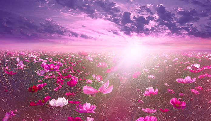 nature-4988465_960_720