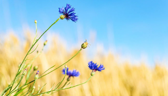 cornflower-5404185_960_720