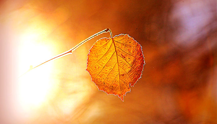 autumn-leaf-3826334_960_720