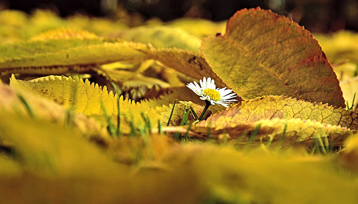 daisy-4637276_960_720