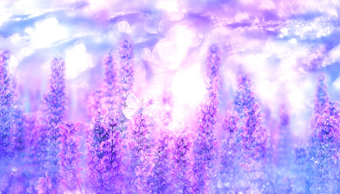 violet-3054851_960_720