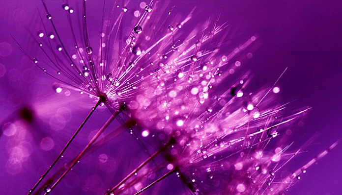 dandelion-843356_960_720