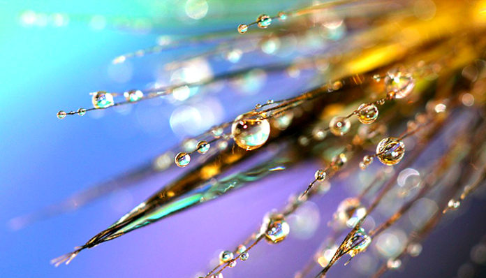 dewdrops-1693675_960_720
