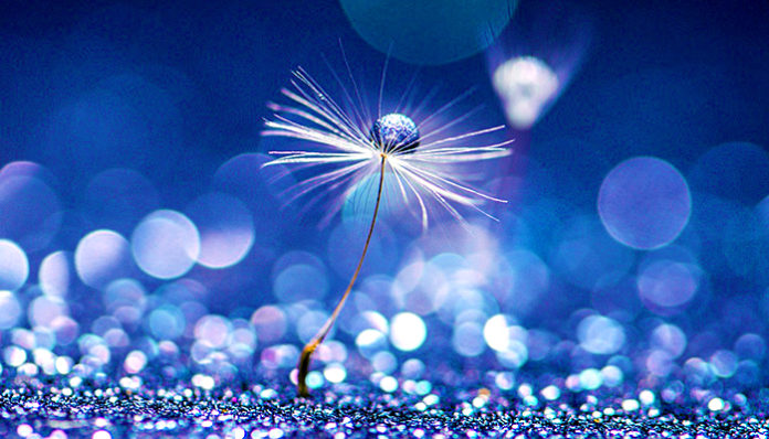 flower-5306860_960_720