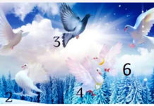 Test: Odaberite goluba i saznajte vijesti koje donosi o vašoj budućnosti