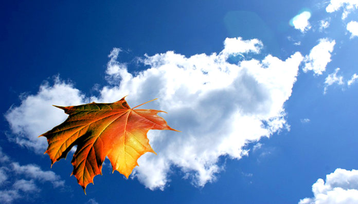 leaf-65835_960_720