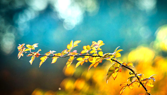 autumn-3846345_960_720