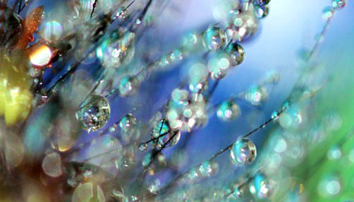 macro-1481239_960_720