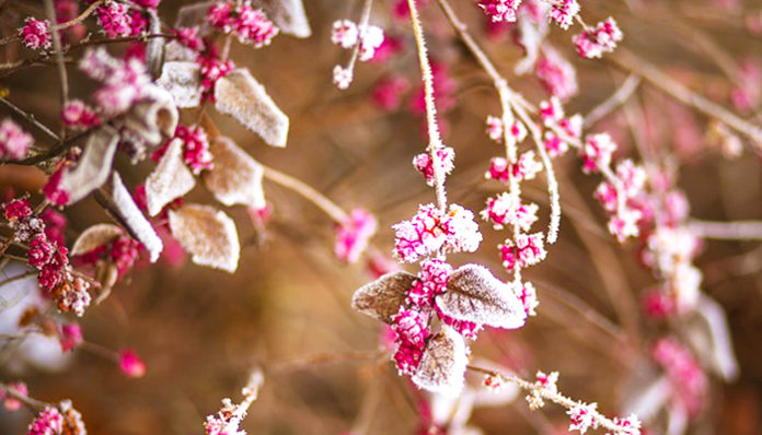 raspberries-1209317_960_720