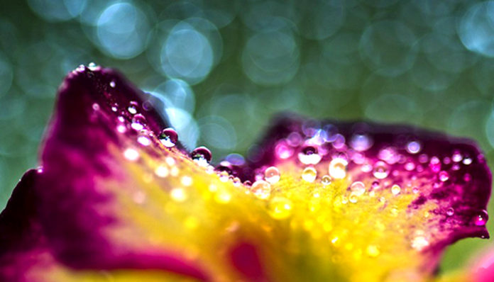 bokeh-56413_960_720