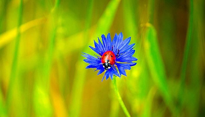 centaurea-1375072_960_720