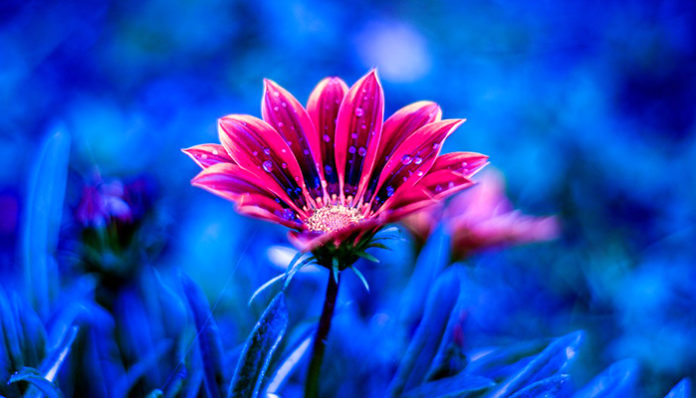 nature-3447517_960_720
