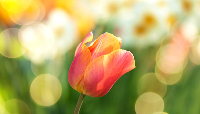tulip-2189317_960_720