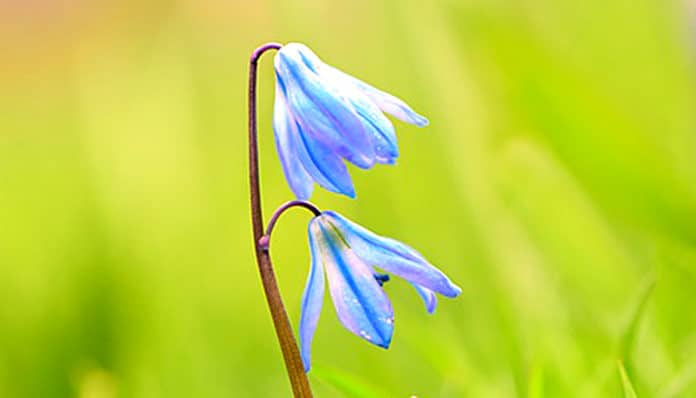 blue-bell-flower-4930177_960_720