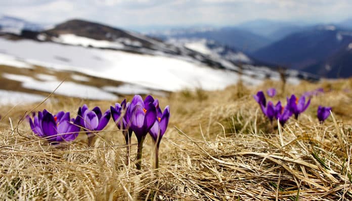 crocus-802119_960_720