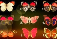 TEST: Izaberite intuitivno jednog leptira i otkrijte vrlo važan životni savjet!