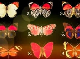 TEST: Izaberite intuitivno jednog leptira i otkrijte vrlo važan životni savjet!