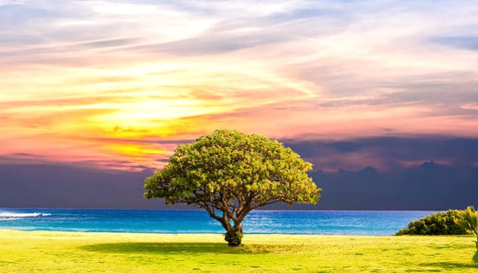 tree-2435269_960_720