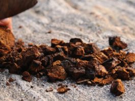 Jeste li čuli za moć ADAPTOGENA? Upoznajte super biljke za brz oporavak i zaštitu od stresa!