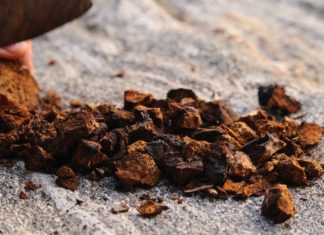 Jeste li čuli za moć ADAPTOGENA? Upoznajte super biljke za brz oporavak i zaštitu od stresa!