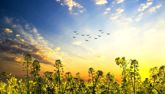 oilseed-rape-5350277_960_720