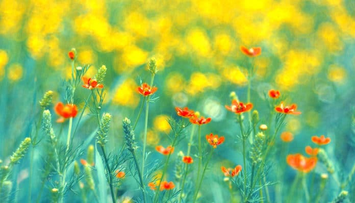 summer-5046401_960_720