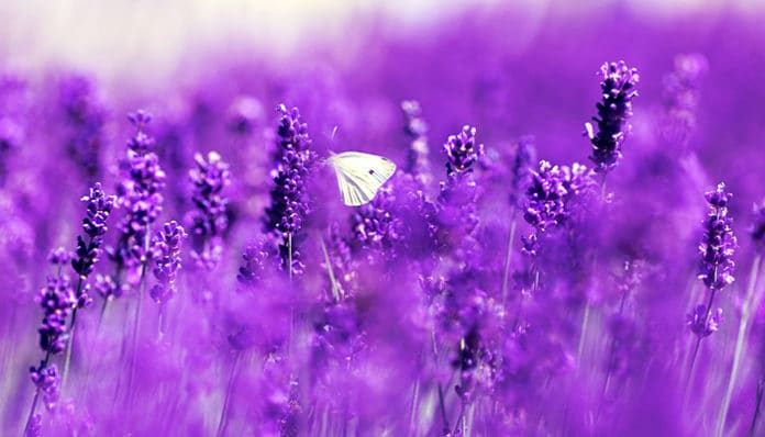 lavender-4186957_960_720