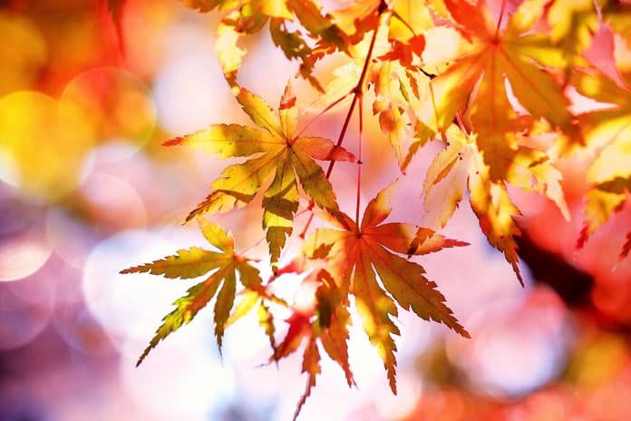 maple-2135514_1920