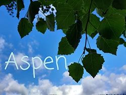 bachove aspen