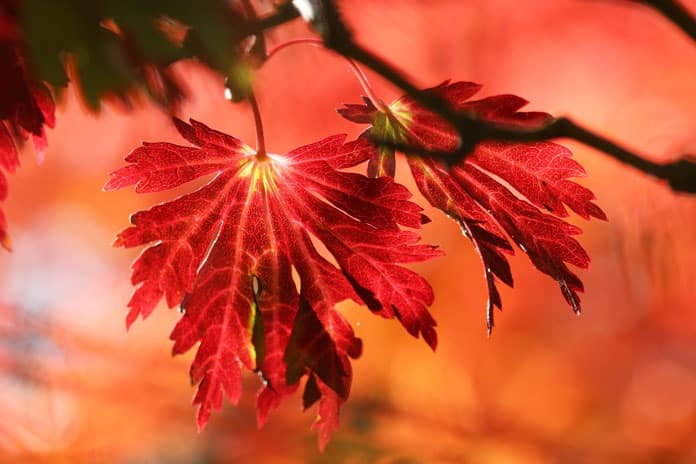 leaves-g0e1268b4f_1920