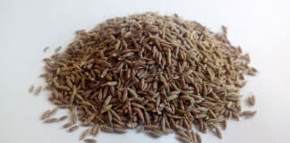 Voda s kuminom – ljekoviti napitak koji spašava od brojnih tegoba kumin