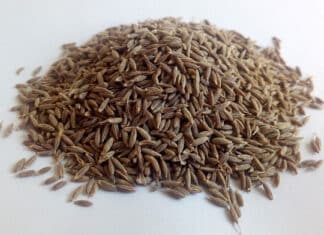 Voda s kuminom – ljekoviti napitak koji spašava od brojnih tegoba kumin