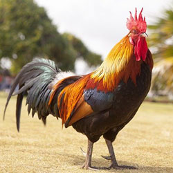 rooster 1867562