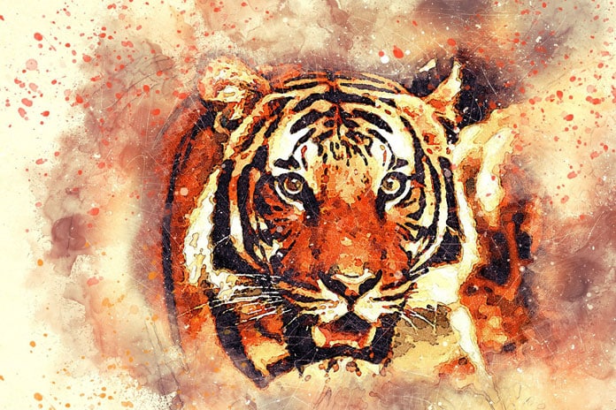 tiger-2719614_1920