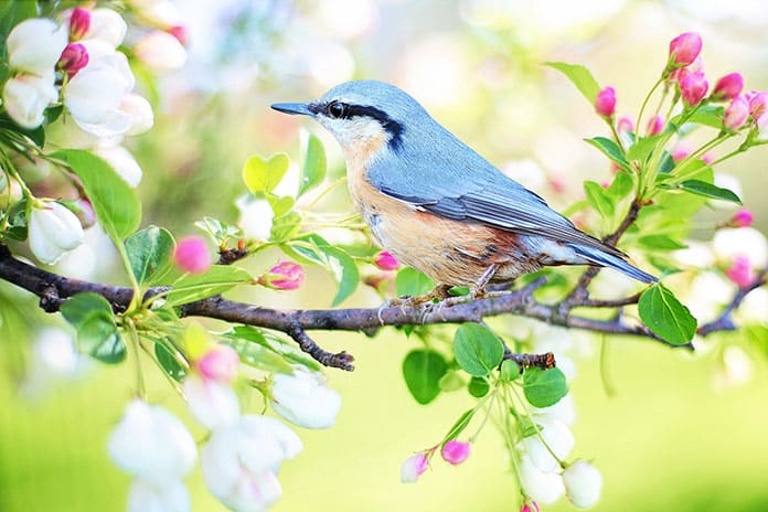 bird-2295431_1920