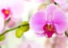 Orhideja može cvjetati tijekom cijele godine: Samo morate napraviti ovo!