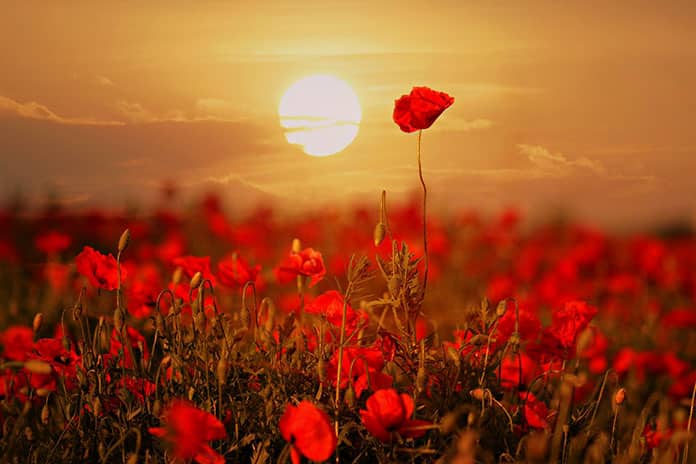 poppies-3548765_1920
