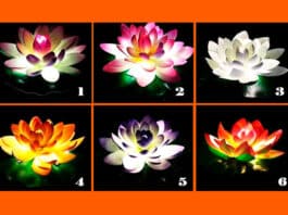 Odaberite lotosov cvijet – saznat ćete vrijedan savjet za ovaj životni trenutak!