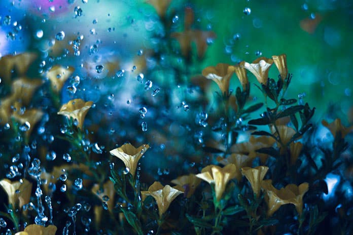 yellow-bells-4382715_1920