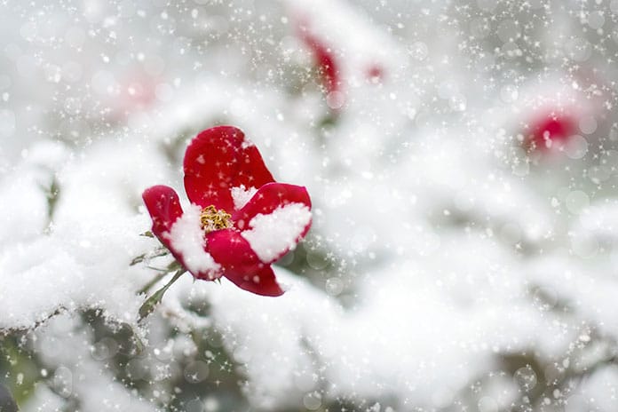 red-rose-1056852_1920