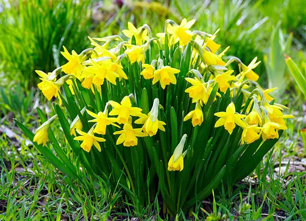 daffodils 4912672 1920