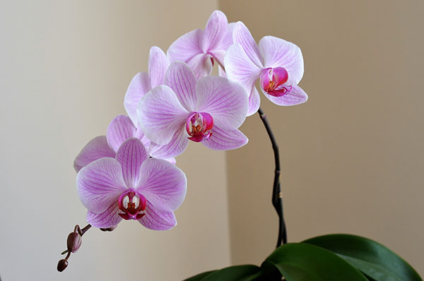 orchid 2427238 1920