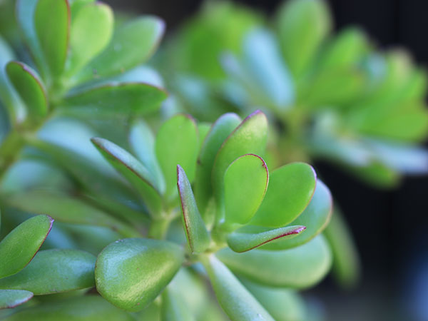 Jade Plant Crassula ovata IMG 2856